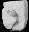 x Sarocrinus Crinoid Fossil - Indiana #19869-1